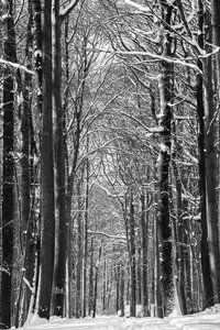 Winterwald