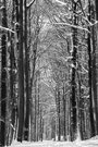 Winterwald