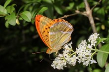 Argynnis paphia, der Kaisermantel