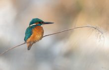 Eisvogel im Farbenzauber