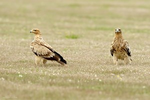 Kaiseradler Paar