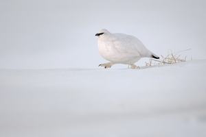 Auf Futtersuche