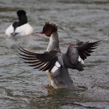 Gänsesäger Weibchen