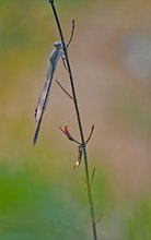 Morgentliche Winterlibelle