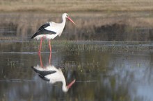 Futtersuche auf überschwemmter Wiese