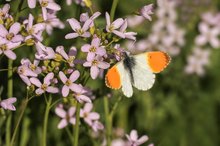 Anthocharis cardamines