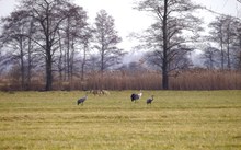 Aus gebührender Entfernung