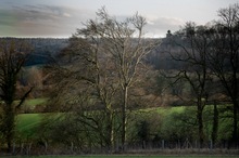 Baum im Abendlicht