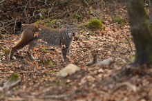 Ranzzeit II (Luchs Wildlife)