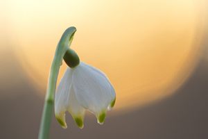 Sonnenuntergang hinter Märzenbecher