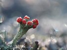 Cladonia