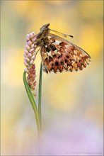 Natterwurz-Perlmutterfalter (Boloria titania)