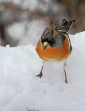 Winterende?Sicher für die Bergfinken