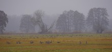 Blässgänse in Nebellandschaft