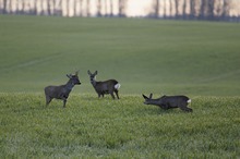 Brunft im März