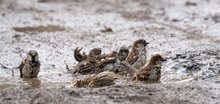 Sperlinge beim Pfützenbad