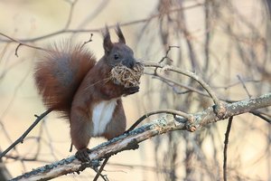 Eichhörnchen beim Kobel bauen