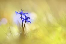 Scilla bifolia