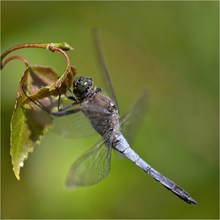 „Großer Blaupfeil“