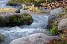 Im Revier der Wasseramsel