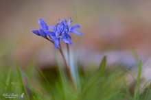 Zweiblättriger Blaustern