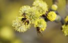Die Pollensammler