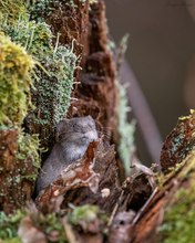 Kleine "Drogenmaus"