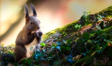 Eichhörnchen beim Frühstück