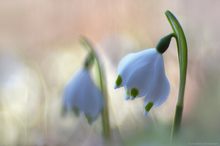 Leucojum vernum