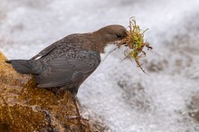 Wasseramsel