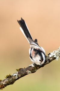 Zuckerschnäbelchen im Kopfstand