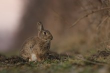 Mein erstes Wildkaninchen