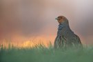 Rebhuhn bei Sonnenaufgang II