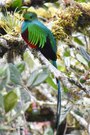 Quetzal - Göttervogel, welch passender Name
