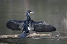 Kormoran