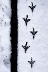 ~ Spuren im Schnee ~