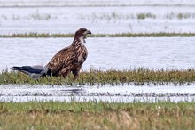 Seeadler