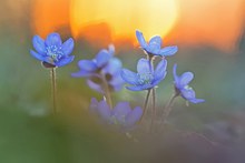 Leberblümchen im Sonnenuntergang