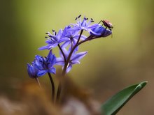 Blausternchen (Scilla) mit Feuerwanze