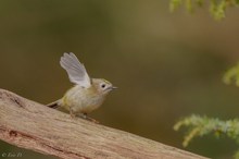 Das Wintergoldhähnchen