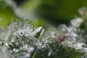 Der glitzernde Fächer