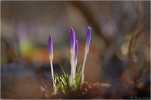 Frühlings-Krokus (Crocus vernus)