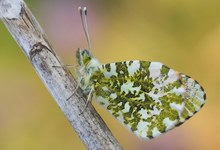 Anthocharis cardamines