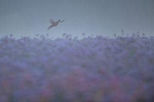 Bienenfreund