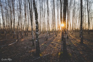 Birkenwald mit Sonnenstern