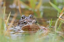 Heute habe ich das erste Grasfrosch Pärchen