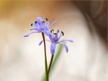 Blausterne am Neckar