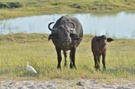 afrikanische Büffelkuh mit Kalb und Kuhreiher