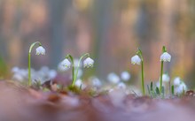 Im Märzenbecherwald