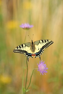 Sommerwiesenliebling